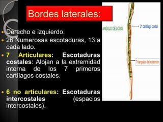  Derecho e izquierdo.
 26 Numerosas escotaduras, 13 a
cada lado.
 7 Articulares: Escotaduras
costales: Alojan a la extremidad
interna de los 7 primeros
cartílagos costales.
 6 no articulares: Escotaduras
intercostales (espacios
intercostales).
Bordes laterales:
 