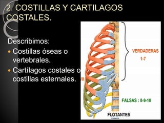 2. COSTILLAS Y CARTILAGOS
COSTALES.
Describimos:
 Costillas óseas o
vertebrales.
 Cartílagos costales o
costillas esternales.
 