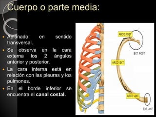 Cuerpo o parte media:
 Aplanado en sentido
transversal.
 Se observa en la cara
externa los 2 ángulos
anterior y posterior.
 La cara interna está en
relación con las pleuras y los
pulmones.
 En el borde inferior se
encuentra el canal costal.
 