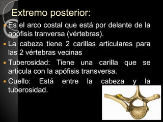 Extremo posterior:
 Es el arco costal que está por delante de la
apófisis tranversa (vértebras).
 La cabeza tiene 2 carillas articulares para
las 2 vértebras vecinas
 Tuberosidad: Tiene una carilla que se
articula con la apófisis transversa.
 Cuello: Está entre la cabeza y la
tuberosidad.
 