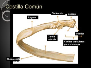 Costilla Común
Ángulo
Tubérculo Cabeza
Superi
or
Inferior
Carillas articulares
para el cuerpo
vertebral
Carilla
articula
r
Surco costal
Cuerpo
 