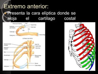 Extremo anterior:
 Presenta la cara elíptica donde se
aloja el cartílago costal
correspondiente.
 