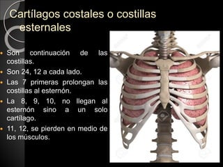 Cartílagos costales o costillas
esternales
 Son continuación de las
costillas.
 Son 24, 12 a cada lado.
 Las 7 primeras prolongan las
costillas al esternón.
 La 8, 9, 10, no llegan al
esternón sino a un solo
cartílago.
 11, 12, se pierden en medio de
los músculos.
 