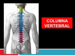 COLUMNA
VERTEBRAL
 