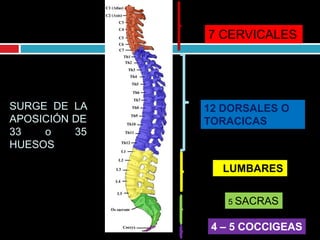 7 CERVICALES
12 DORSALES O
TORACICAS
5 LUMBARES
5 SACRAS
4 – 5 COCCIGEAS
SURGE DE LA
APOSICIÓN DE
33 o 35
HUESOS
 