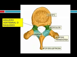 AGUJERO
VERTEBRAL O
RAQUIDEO
 
