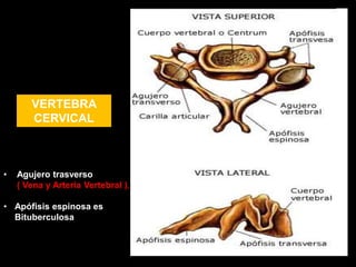 VERTEBRA
CERVICAL
• Agujero trasverso
( Vena y Arteria Vertebral ).
• Apófisis espinosa es
Bituberculosa
 