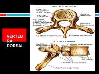 VERTEB
RA
DORSAL
 