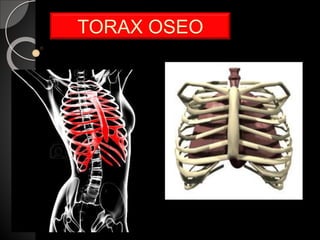 TORAX OSEO
 