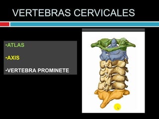 VERTEBRAS CERVICALES
•ATLAS
•AXIS
•VERTEBRA PROMINETE
 