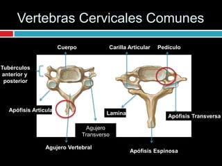 Vertebras Cervicales Comunes
Cuerpo Carilla Articular Pedículo
Agujero
Transverso
Agujero Vertebral
Lamina
Apófisis Espinosa
Apófisis Transversa
Tubérculos
anterior y
posterior
Apófisis Articular
 