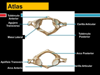 Atlas
Tubérculo
Anterior
Tubérculo
Posterior
Carilla Articular
Arco Posterior
Arco Anterior
Carilla Articular
Agujero
Transverso
Apófisis Transversa
Masa Lateral
 