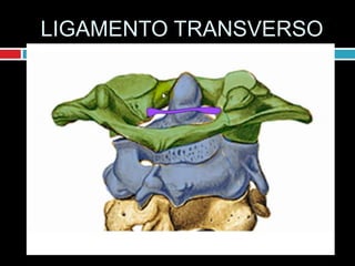 LIGAMENTO TRANSVERSO
 