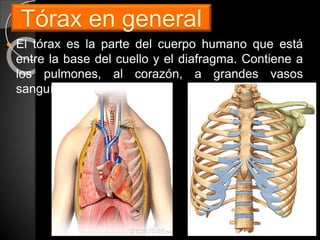 Tórax en general
 El tórax es la parte del cuerpo humano que está
entre la base del cuello y el diafragma. Contiene a
los pulmones, al corazón, a grandes vasos
sanguíneos
 