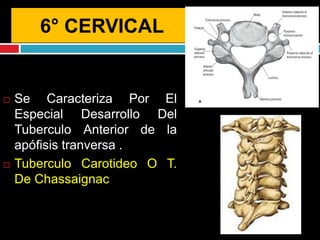 6° CERVICAL
 Se Caracteriza Por El
Especial Desarrollo Del
Tuberculo Anterior de la
apófisis tranversa .
 Tuberculo Carotideo O T.
De Chassaignac
 