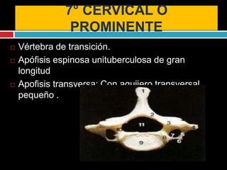 7° CERVICAL O
PROMINENTE
 Vértebra de transición.
 Apófisis espinosa unituberculosa de gran
longitud
 Apofisis transversa: Con aguijero transversal
pequeño .
 