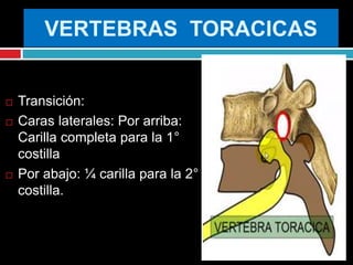 VERTEBRAS TORACICAS
 Transición:
 Caras laterales: Por arriba:
Carilla completa para la 1°
costilla
 Por abajo: ¼ carilla para la 2°
costilla.
 
