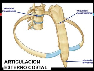 ARTICULACION
ESTERNO COSTAL
 