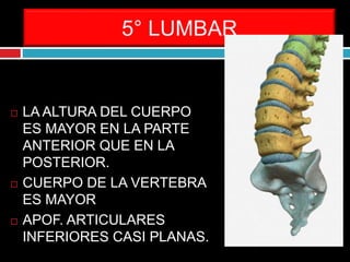5° LUMBAR
 LA ALTURA DEL CUERPO
ES MAYOR EN LA PARTE
ANTERIOR QUE EN LA
POSTERIOR.
 CUERPO DE LA VERTEBRA
ES MAYOR
 APOF. ARTICULARES
INFERIORES CASI PLANAS.
 
