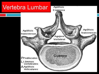 Vertebra Lumbar
 