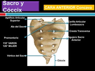 Sacro y
Cóccix
Cresta Transversa
Agujero Sacro
Anterior
Cóccix
Carilla Articular
Lumbosacra
Apófisis Articular
Superior
Ala del Sacro
Promontorio
Vértice del Sacro
CARA ANTERIOR Concava
118° VARON
126° MUJER
 