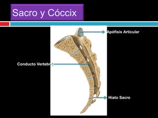 Sacro y Cóccix
Hiato Sacro
Conducto Vertebral
Apófisis Articular
 