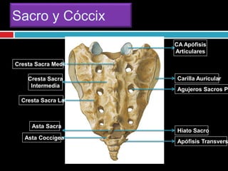 Sacro y Cóccix
CA Apófisis
Articulares
Carilla Auricular
Agujeros Sacros Po
Hiato Sacro
Apófisis Transvers
Asta Sacra
Asta Coccígea
Cresta Sacra Media
Cresta Sacra
Intermedia
Cresta Sacra Lat.
 