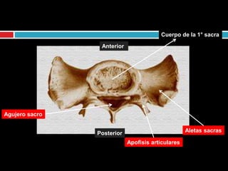 Anterior
Posterior
Cuerpo de la 1° sacra
Aletas sacras
Agujero sacro
Apofisis articulares
 