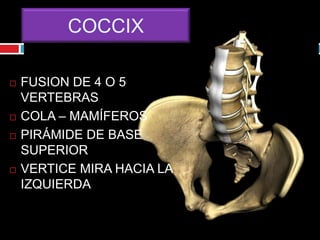 COCCIX
 FUSION DE 4 O 5
VERTEBRAS
 COLA – MAMÍFEROS
 PIRÁMIDE DE BASE
SUPERIOR
 VERTICE MIRA HACIA LA
IZQUIERDA
 