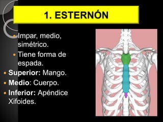 1. ESTERNÓN
 Impar, medio,
simétrico.
 Tiene forma de
espada.
 Superior: Mango.
 Medio: Cuerpo.
 Inferior: Apéndice
Xifoides.
 