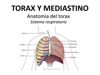 TORAX Y MEDIASTINO
Anatomia del torax
Sistema respiratorio
 