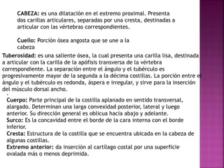 CABEZA: es una dilatación en el extremo proximal. Presenta 
dos carillas articulares, separadas por una cresta, destinadas a 
articular con las vértebras correspondientes. 
Cuello: Porción ósea angosta que se une a la 
cabeza 
Tuberosidad: es una saliente ósea, la cual presenta una carilla lisa, destinada 
a articular con la carilla de la apófisis transversa de la vértebra 
correspondiente. La separación entre el ángulo y el tubérculo es 
progresivamente mayor de la segunda a la décima costillas. La porción entre el 
ángulo y el tubérculo es redonda, áspera e irregular, y sirve para la inserción 
del músculo dorsal ancho. 
. 
Cuerpo: Parte principal de la costilla aplanado en sentido transversal, 
alargado. Determinan una larga convexidad posterior, lateral y luego 
anterior. Su dirección general es oblicua hacia abajo y adelante. 
Surco: Es la concavidad entre el borde de la cara interna con el borde 
inferior. 
Cresta: Estructura de la costilla que se encuentra ubicada en la cabeza de 
algunas costillas. 
Extremo anterior: da inserción al cartílago costal por una superficie 
ovalada más o menos deprimida. 
 