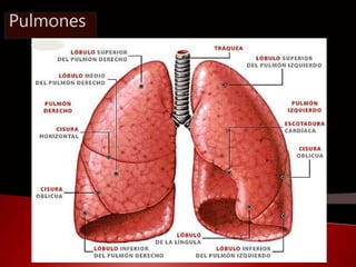 Pulmones 
 