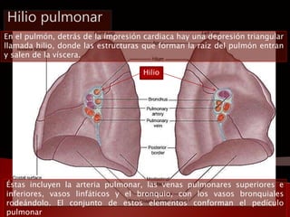Hilio pulmonar 
En el pulmón, detrás de la impresión cardiaca hay una depresión triangular 
llamada hilio, donde las estru...