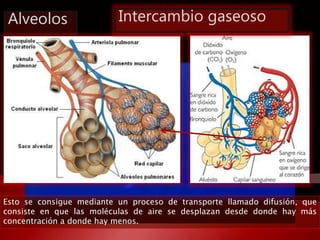 Alveolos 
Intercambio gaseoso 
Esto se consigue mediante un proceso de transporte llamado difusión, que 
consiste en que l...