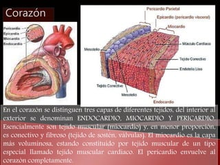 Corazón 
En el corazón se distinguen tres capas de diferentes tejidos, del interior al 
exterior se denominan ENDOCARDIO, ...