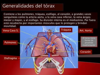 Generalidades del tórax 
Contiene a los pulmones, tráquea, esófago, al corazón, a grandes vasos 
sanguíneos como la arteri...