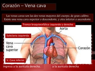 Corazón – Vena cava 
Las venas cavas son las dos venas mayores del cuerpo, de gran calibre. 
Existe una vena cava superior...