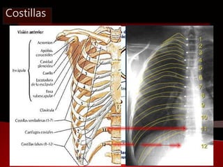 Costillas 
Son huesos largos, arqueados y 
planos que se articulan por detrás 
con las vertebra dorsal 
correspondiente y ...