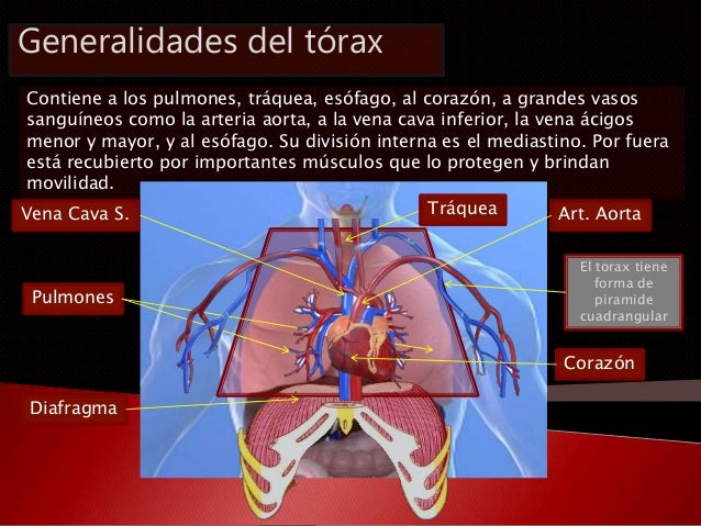 Torax y órganos internos.
