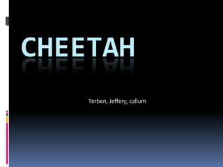CHEETAH
    Torben, Jeffery, callum
 