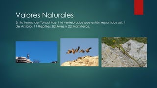Valores Naturales
En la fauna del Torcal hay 116 vertebrados que están repartidos así: 1
de Anfibio, 11 Reptiles, 82 Aves y 22 Mamíferos.
 
