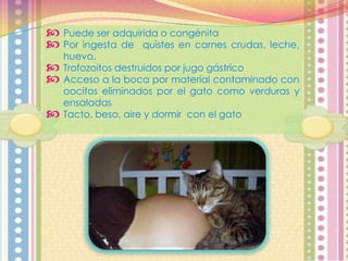  Puede ser adquirida o congénita
 Por ingesta de quistes en carnes




crudas, leche,

huevo.
Trofozoitos destruidos por jugo gástrico
Acceso a la boca por material contaminado con
oocitos eliminados por el gato como verduras y
ensaladas
Tacto, beso, aire y dormir con el gato

 
