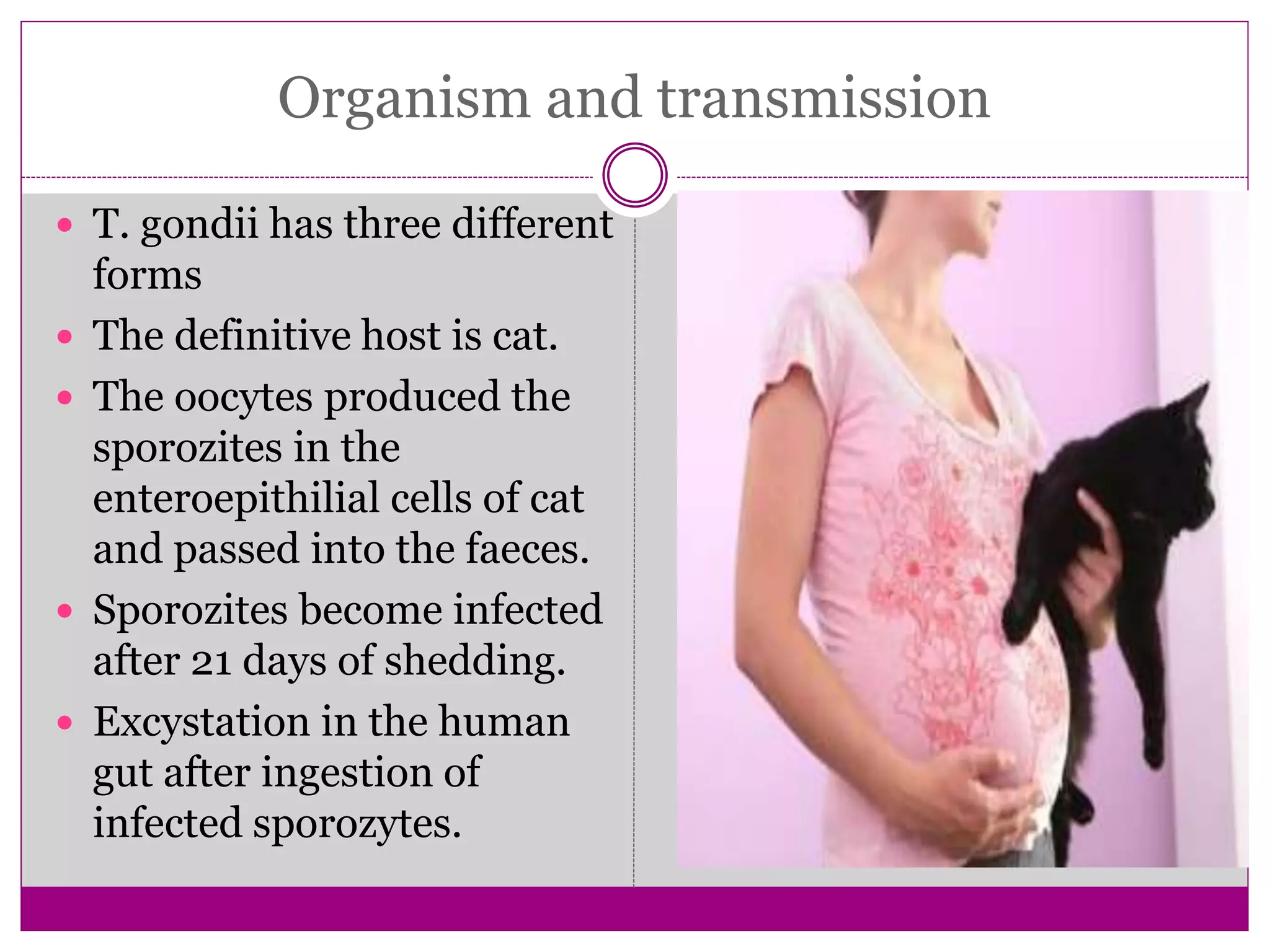 Torch infection in pregnancy | PPTX