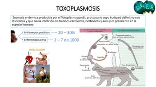 TOXOPLASMOSIS
Zoonosis endémica producida por el Toxoplasma gondii, protozoario cuyo huésped definitivo son
los felinos y que causa infección en diversos carnívoros, herbívoros y aves y es prevalente en la
especie humana
20 – 30%Anticuerpos positivos
2 – 7 de 1000Enfermedad activa
 