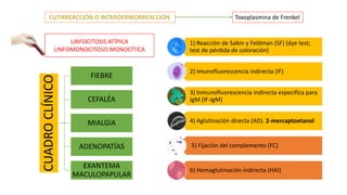 CUADROCLÍNICO
FIEBRE
CEFALÉA
MIALGIA
ADENOPATÍAS
EXANTEMA
MACULOPAPULAR
Toxoplasmina de Frenkel
1) Reacción de Sabin y Feldman (SF) (dye test;
test de pérdida de coloración)
2) Imunofluorescencia indirecta (IF)
3) lnmunofluorescencia indirecta especifica para
IgM (IF-IgM)
4) Aglutinación directa (AD). 2-mercaptoetanol
5) Fijación del complemento (FC)
6) Hemaglutinación indirecta (HAI)
LINFOCITOSIS ATÍPICA
LINFOMONOCITOSIS MONOCÍTICA
 