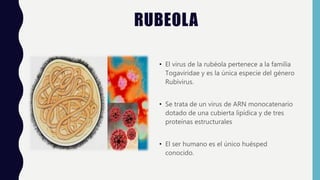 RUBEOLA
• El virus de la rubéola pertenece a la familia
Togaviridae y es la única especie del género
Rubivirus.
• Se trata de un virus de ARN monocatenario
dotado de una cubierta lipídica y de tres
proteínas estructurales
• El ser humano es el único huésped
conocido.
 