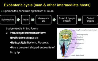  Sporozoites penetrate epithelium of ileum
Sporozoites Ileum
Mesenteric
LN
Blood & Lymph
stream
Distant
organs
2. Tissue cyst/ extracellular form
•Brain, Skeletal muscle
•Has cystozoite
Lodgement is in two forms
1. Pseudocyst/intracellular form
(proliferative stage).
•Cells of R.E. System, Placenta.
•Has a crescent shaped endozoite of
6µ by 2µ
 