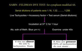 Live Tachyzoites + Accessory factor + Test serum (Serial dilutions)
Incubation at 37° C for 1 hour
Alc. soln of Meth. Blue (pH-11) Examine under 40x
 