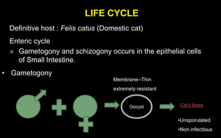 Definitive host : Felis catus (Domestic cat)
Enteric cycle
 Gametogony and schizogony occurs in the epithelial cells
of Small Intestine.
• Gametogony
ZygoteOocyst
Membrane--Thin
extremely resistant
Cat’s feces
•Unsporulated
•Non infectious
LIFE CYCLE
 